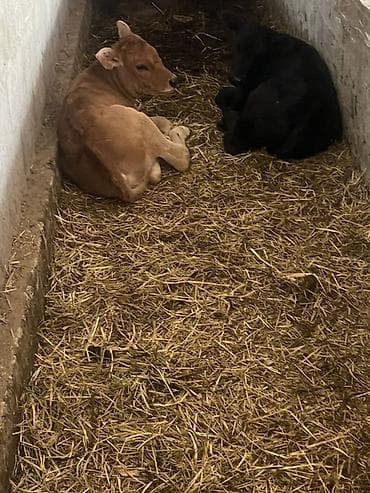 куплю телок: Продаю | Музоо, торпок | На откорм — 2