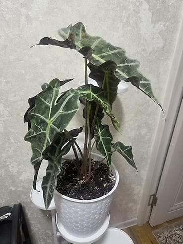 Алоказия (Alocasia ‘Polly’) в декоративном белом кашпо - Эффектные