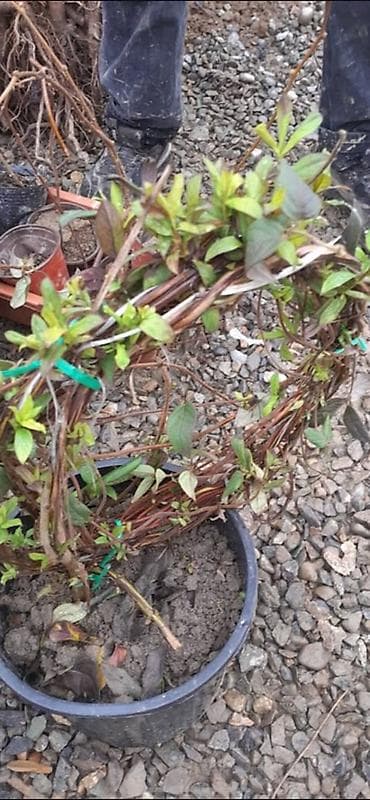 ясмина: Чубушник (садовый «жасмин») — ароматный кустарник для сада - Растение — 3