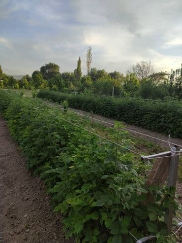malina.kg продажа малины оптом в бишкеке новопокровка фото: Малина — 9