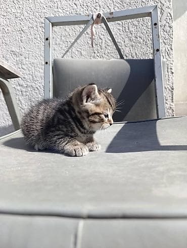 🐾 Шотландские прямоухие (Скотиш Стрейт) котята — нежные комочки