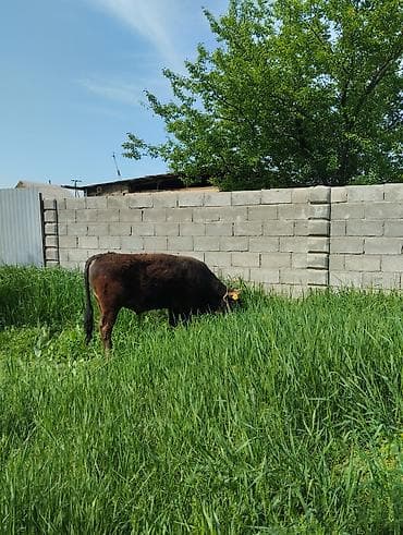 Продаю | Бык (самец) | На откорм | Привязанные