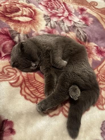 Скотиш Фолд (Шотландская вислоухая), 2 года, Девочка, Серый, Приучена к лотку