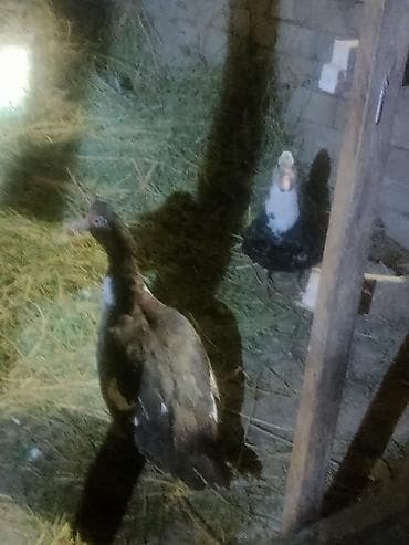 говорящие попугаи: 2 индоутки 5 башкирские утки в продаже несут яйцо — 2