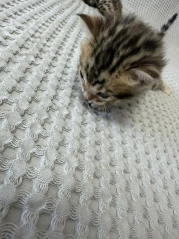 где можно взять кошку: Бенгальские котята (помёт от чистокровной бенгальской кошки) Готовы к — 5