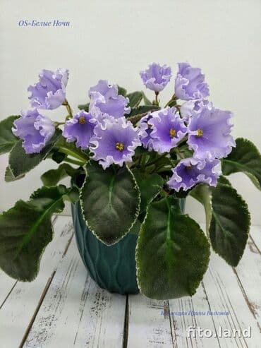 фиалки глоксинии: 🌱🌺🌱 Продаю сортовые ДЕТКИ стандартных фиалок🌱🌺🌱. Цены от 80-150 сом — 9