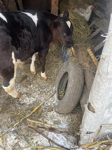 каракол собаки: Сатам | Уй (ургаачы) | Сүт алуу үчүн — 3