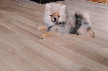 котенок в добрые руки: Продаются классная девочка шпиц с полным пакетом документов — 4