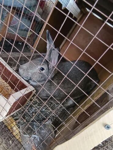 Продаю | Кролик самец | Для разведения at lalafo.kg Продаю | Кролик самец | Для разведения