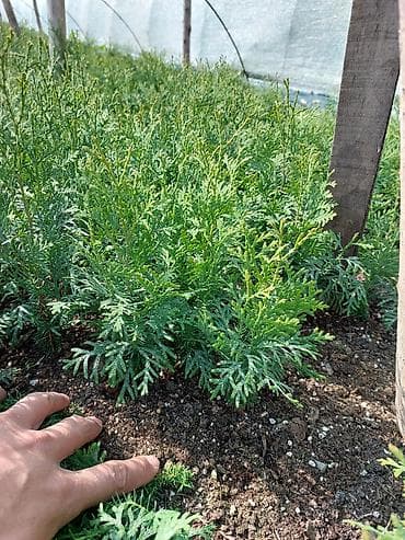 саженцы облепихы: Туя Колоновидная Сеянцы год : 2024/весна высота/бийиктиги:10-25см — 2
