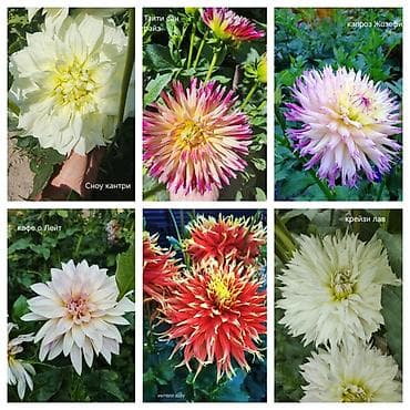 Коллекционные георгины — сорта для срезки и декоративных клумб Продаю — 5