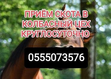 Колбасный цех : Коровы, быки, Лошади, кони, | Круглосуточно, Любое состояние, Забитый