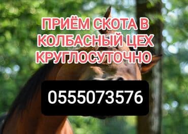 форель корм: Куплю | Коровы, быки, Лошади, кони | Любое состояние, Забитый, На забой, на мясо — 1