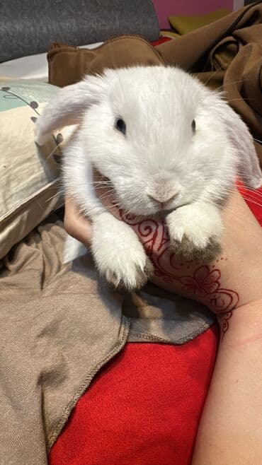 кролик цена: Срочно продам кролика породы баран(вислоушка) Самец 3,4месяца Отдам — 7