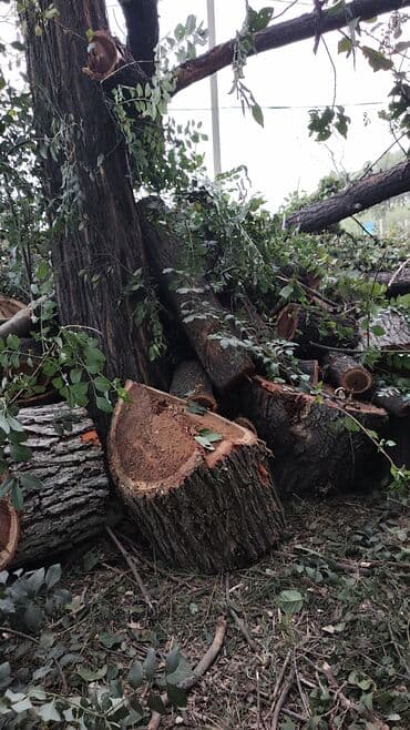 леса продам: Бак кыябыз бардык турлорун абреска кылабыз отун кылып даярдайбыз? — 3