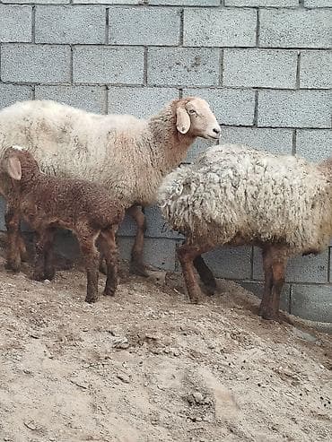 Услуги ветеринара: Продаю | Овца (самка) | Для разведения | Матка — 5