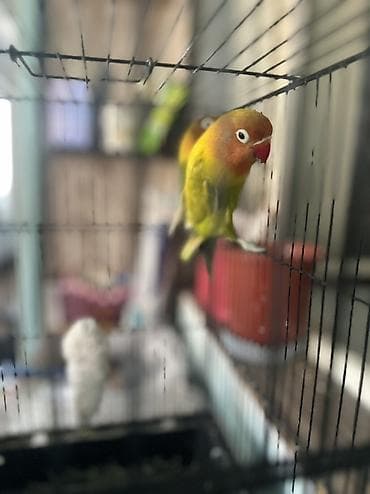 Пара неразлучников (Agapornis) в клетке. - Окрасы: один птиц зеленый — 3