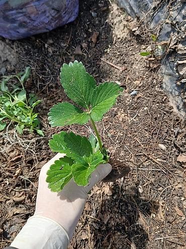 для клубника: Рассада садовой земляники (клубники) — усы с открытой корневой — 2