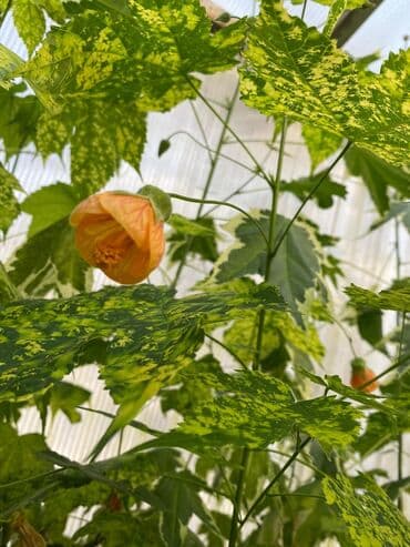 багеты бишкек: Абутулионы — 9