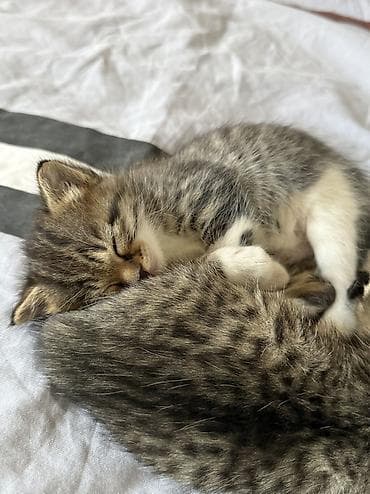 общитя: БЕСПЛАТНО Отдам срочно котят в добрые руки В лоток ходят, корм едят — 6