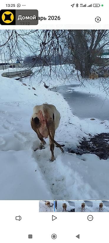 мопс сабака: Продаю | Музоо, торпок | Полукровка | Для разведения | Привязанные — 4