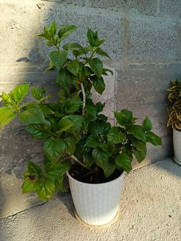 кок талаа: Саженцы цветка: Гибискусы садовые — 3