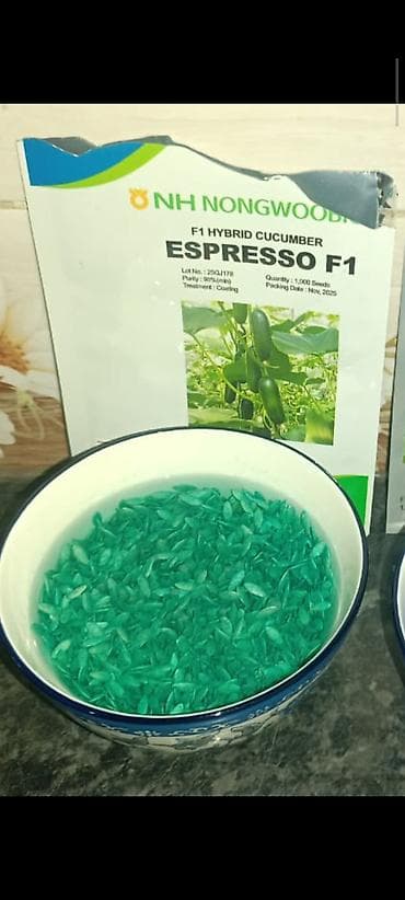 ящик для клубника: Рассада огурца в индивидуальных пластиковых пакетах 30 сундук кочот - — 4