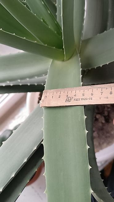 продаю аквариум: Алоэ вера 100%,в пластиковом горшке.возраст 7 лет,100% - Крупное — 3