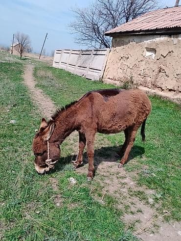 куплю хомяка с клеткой: Осёл (молодой) - Порода: домашний осёл, рыжевато-каштановая масть с — 1
