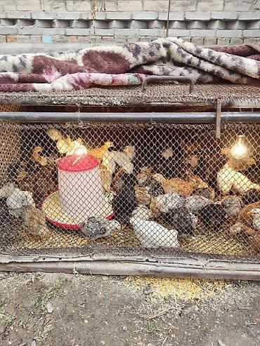 чоп пресс: Продаю | Цыплята | Для разведения — 3