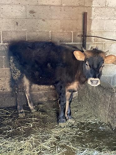 алатоо коровы: Продаю | Музоо, торпок | На откорм — 2