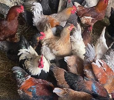 Аквариумы: Домашние куры и петухи — 2