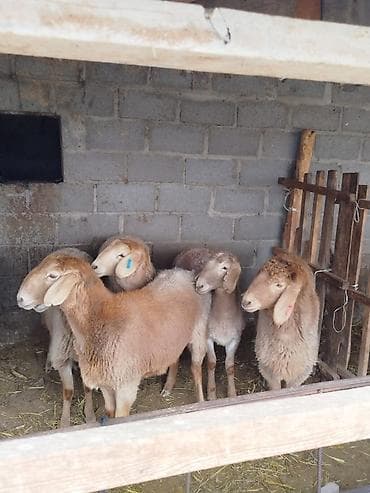 кой козусу: Продаю | Овца (самка) | Арашан | Для разведения | Матка — 2