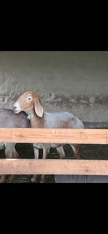 английская короткошерстная кошка: Продаю | Овца (самка) | Арашан | Для разведения | Племенные, Матка — 1