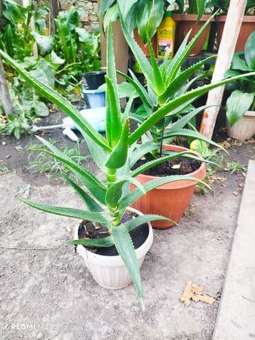 алоэ вера форевер: Растение алоэ с мясистыми, заостренными листьями ярко-зеленого цвета — 1