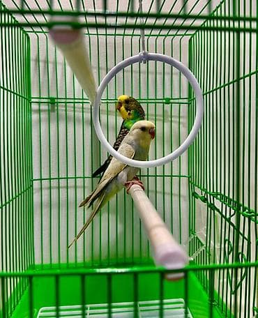 Животные: Попугайчики волнистые — пара - Вид: волнистые попугаи (Melopsittacus — 1