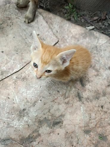 кошка маленькие: Отдам котят в хорошие руки. приучены ходить в латок, кушают сами очень — 4