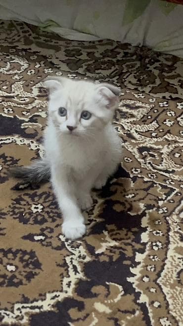 кошка тайская: Сиамская, 2 месяца, Мальчик, Приучена к лотку — 1