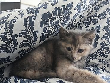 Мышык бекер берем: Отдам котят бесплатно в хорошие руки есть 2 котенка можно одного на — 5