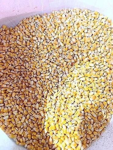 кир жайгич: Продаётся кукуруза рушенная, сорт пионер в наличии 18 тонн — 1
