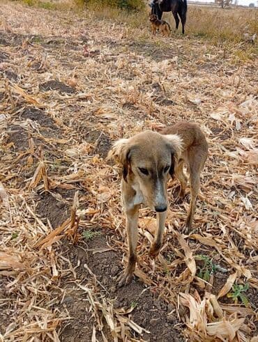 сколько стоит собака овчарка: Тайган сатылат баасы 5000 бир жарым жаш эркек — 6