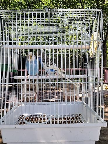 клетка для 2 волнистых попугаев: Пара волнистых попугаев в комплекте с клеткой и аксессуарами — 5