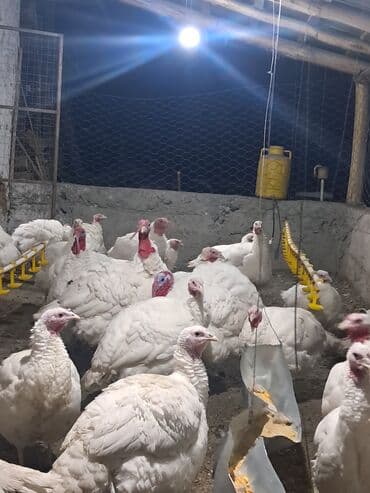 мясо токмок: Күрп :, 10 кг ашык — 2