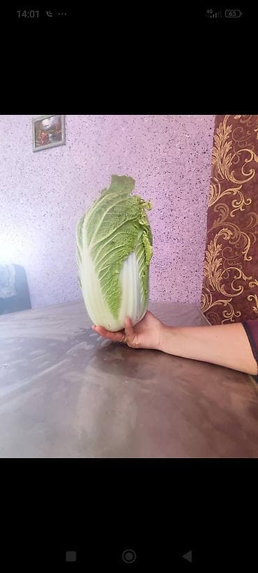 сахар накладной: Капуста Пекинская — 1