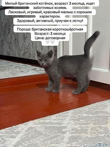 Үй жаныбарлары: Британ кыска жүндүү, 3 айлык, Эркек, Боз, Лотокко барууга үйрөтүлгөн — 1