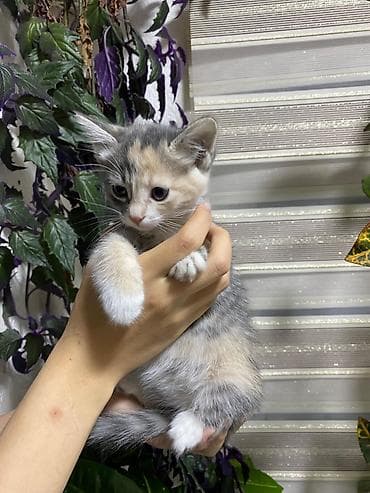 кошка мышык: Продаётся семья кошек три котёнка и мама котят все приучены к лотку — 4