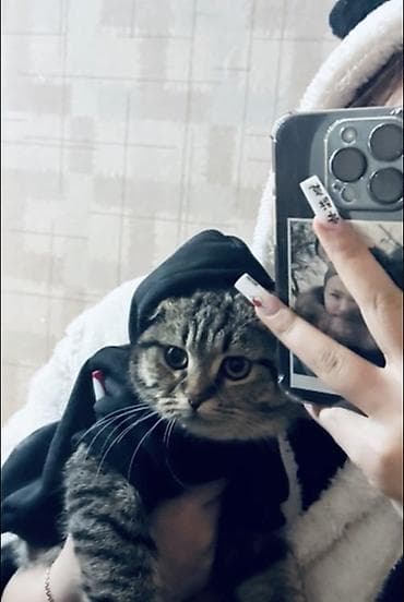 шотладский котенок: ОТДАМ В ХОРОШИЕ РУКИ срочно ‼️ Шотландская вислоухая кошка — 1