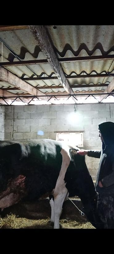 домашний кошка: Продаю | Корова (самка) | Голштин | Для молока | Племенные, Стельные — 3