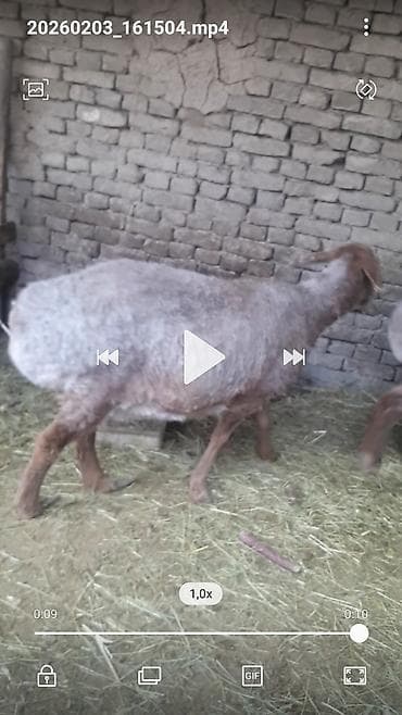 Зоотовары: Продаю | Овца (самка) | Для разведения — 1