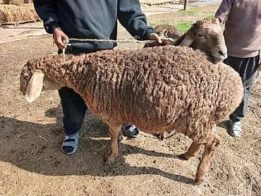 белый хомяк: Продаю | Овца (самка) | Для разведения | Матка — 4